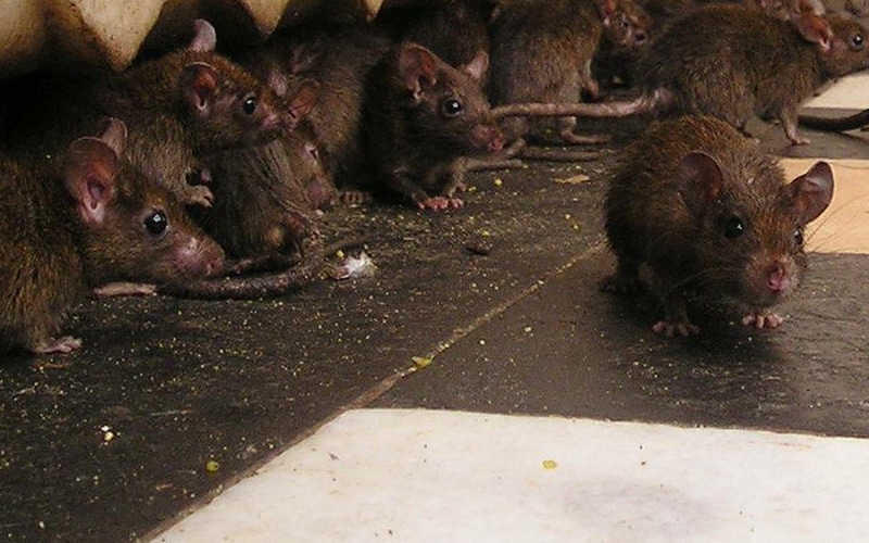 Forebyggelse og bekæmpelse af rotter i dit hus og på grunden